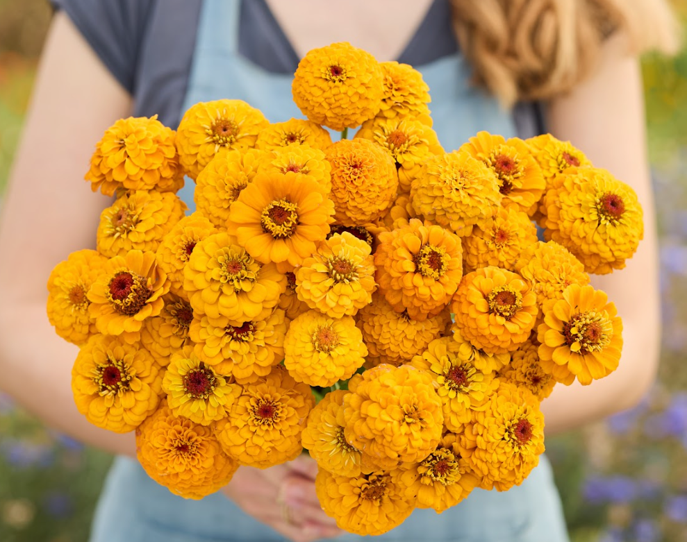 someone holding a bouquet of golden yellow zinnias
