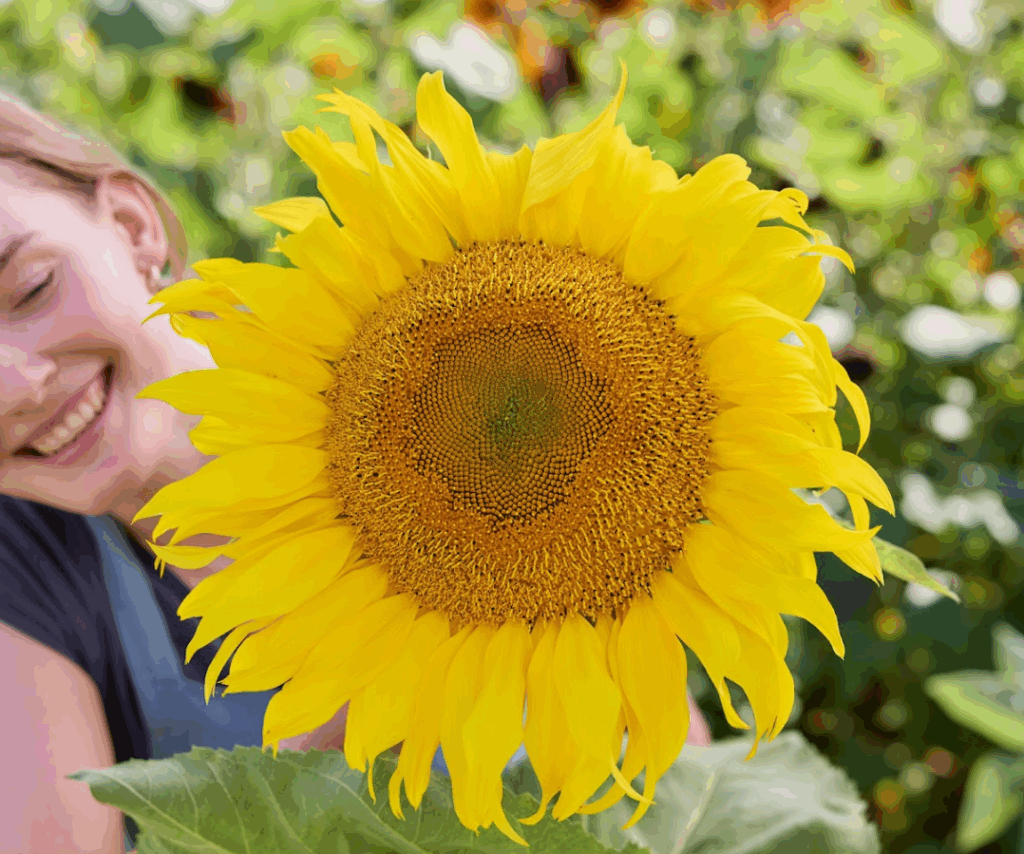 giant yellow sunflower