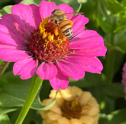 single pink zinnia with a bee on the center