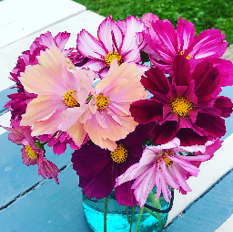 small bouquet of cosmos in shades of pinks in a glass vase on a painted wooden surface