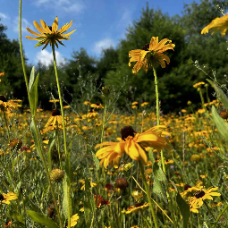 field of yellow wildflowers from the view of sitting down at eye-level with the flowers