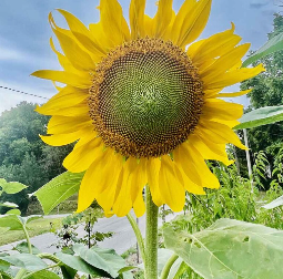 large sunflower with green center standing tall among green foliage