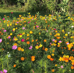wildflowers in shades of pink, orange, yellow, and red