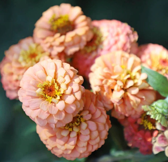 a small bouquet of peach colored zinnias