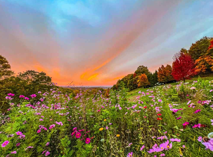 pink, purple, yellow, and red wildflowers lined by fall colored trees in greens, oranges, and reds, with a orange sunset in the sky