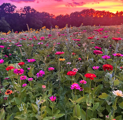 field of zinnias with. sunset in the sky