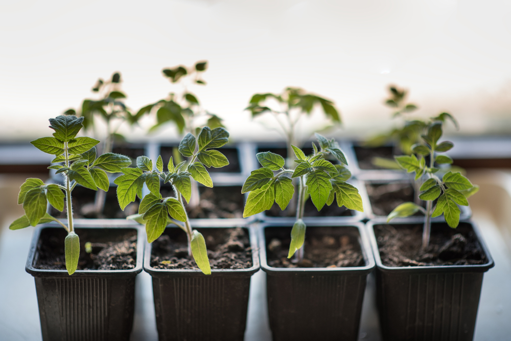 seedlings growing in black square planter cells