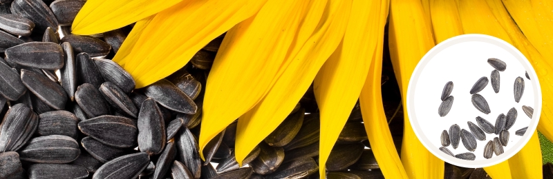 Sunflower Seeds (Microgreens)