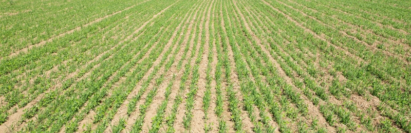 Cover Crop Mix Seeds