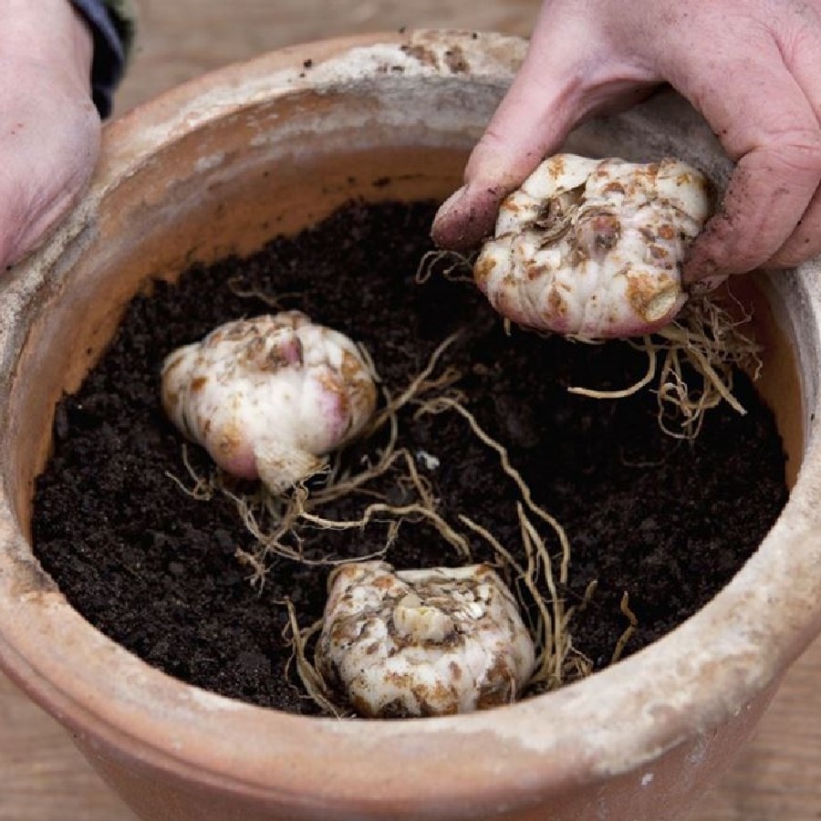 a hand putting a lily bulb into a pot filled with dirt and 2 other bulbs
