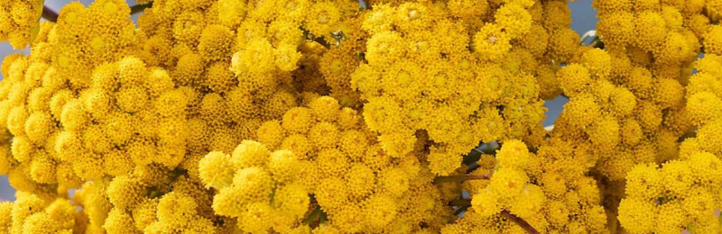 Lonas Seeds