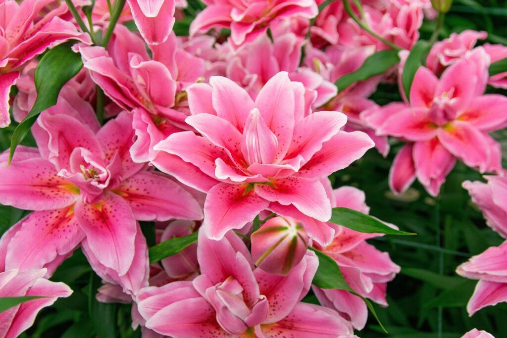 bright pink roselilies