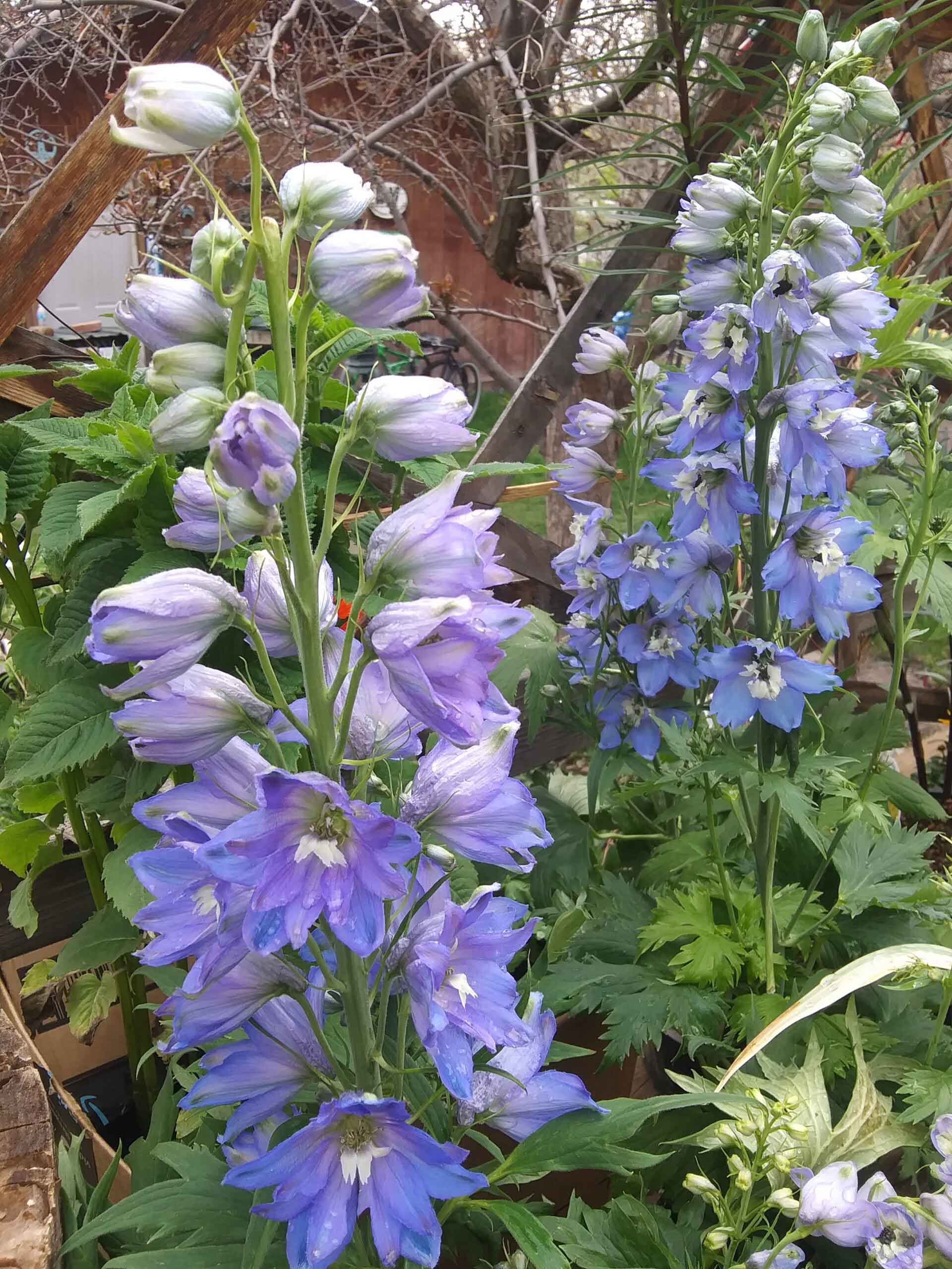 Delphiniums