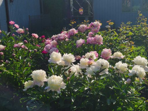 Gardening for Fragrance