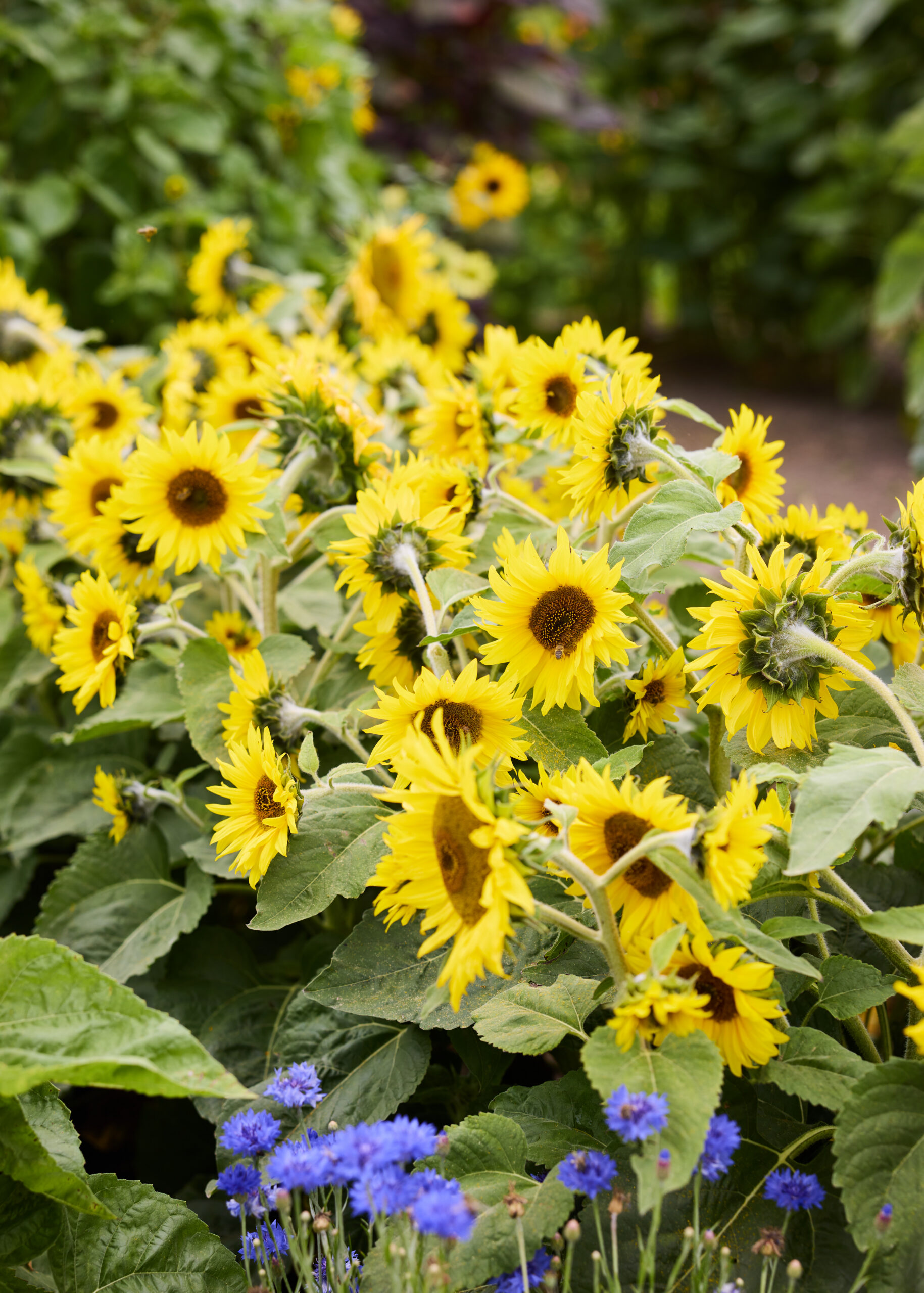 Dwarf sunflowers with blue cornflowers