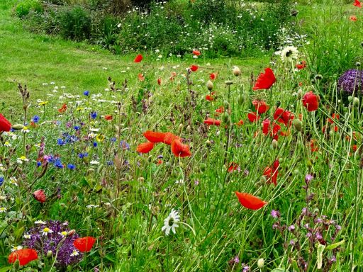 Wild Made Simple: The Easy-Add Wildflower Patch