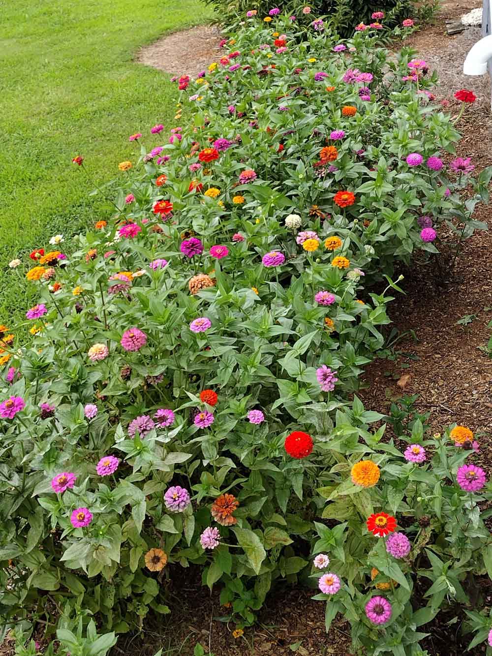 My rainbow of Zinnias