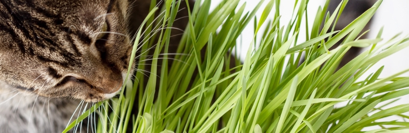 Cat Grass Seeds