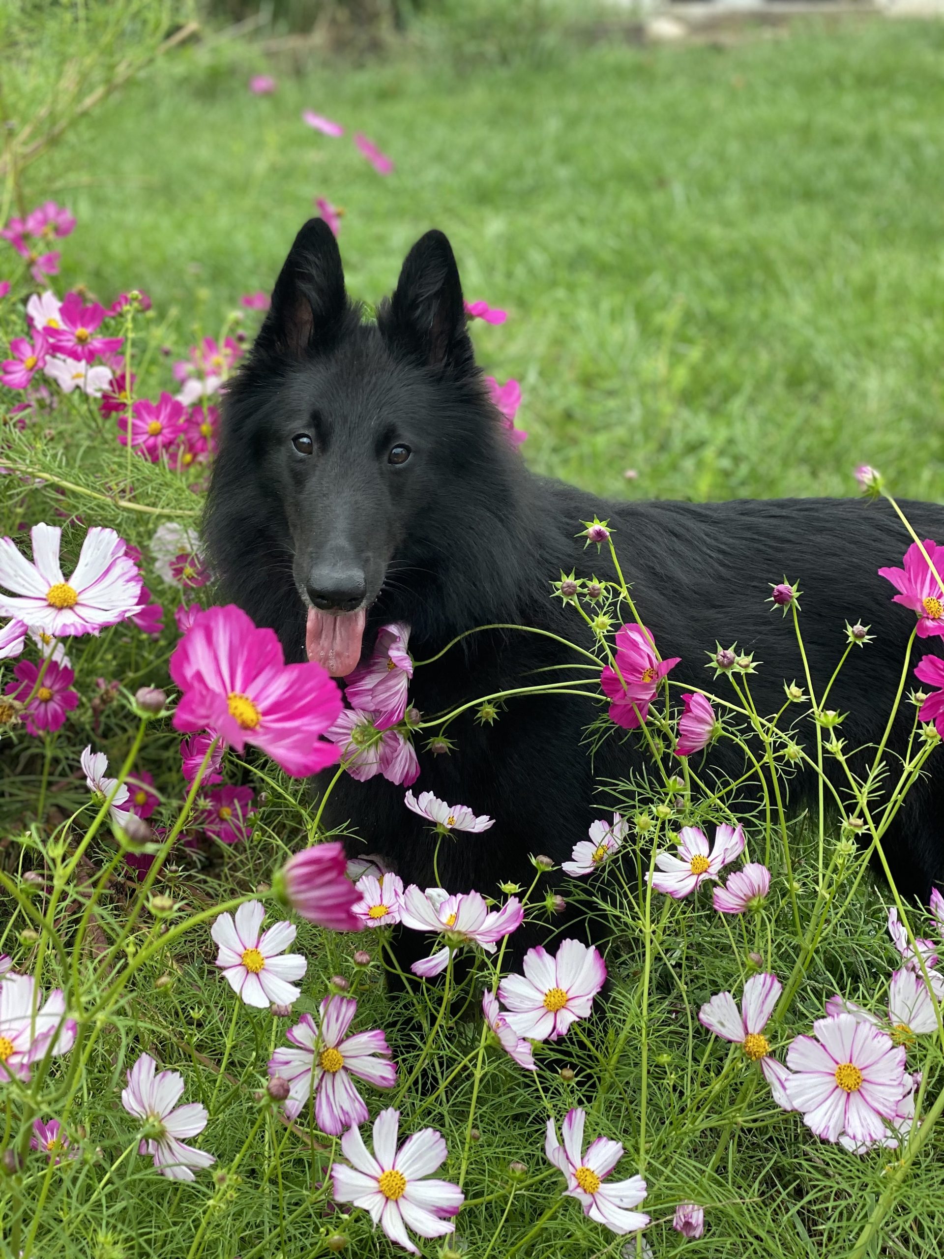 a black dog sitting among some pink and white cosmos