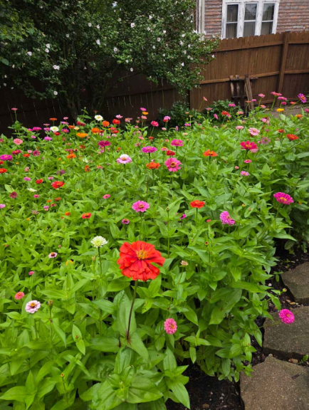 zinnia strip