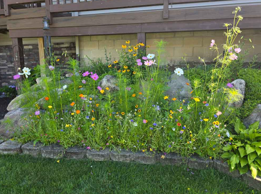 a border of wildflowers in a backyard