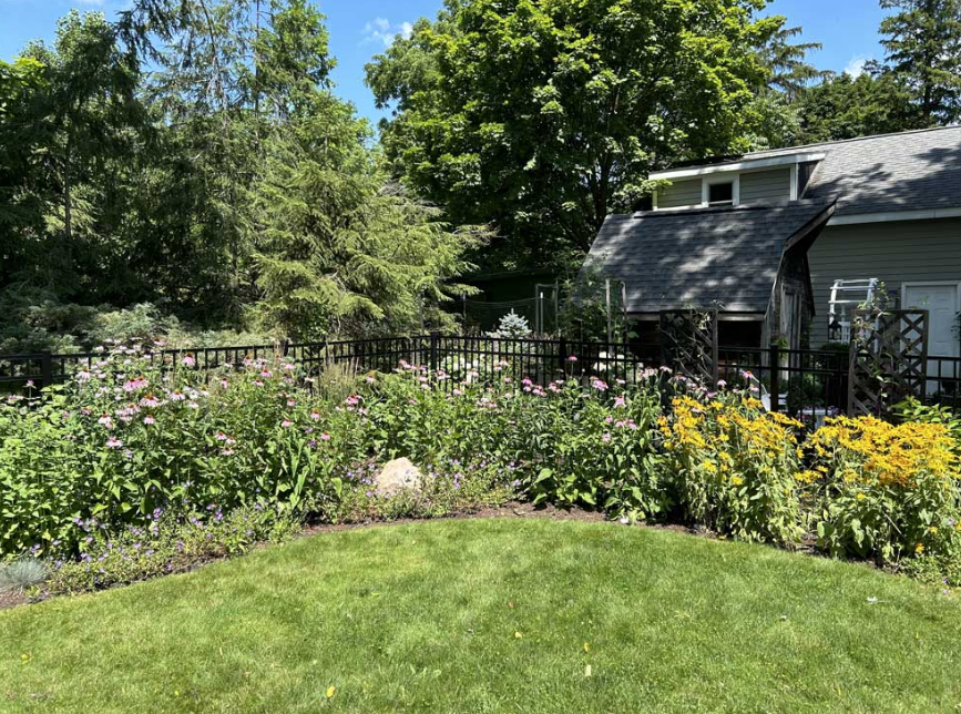 wildflowers along a fence in a backyard