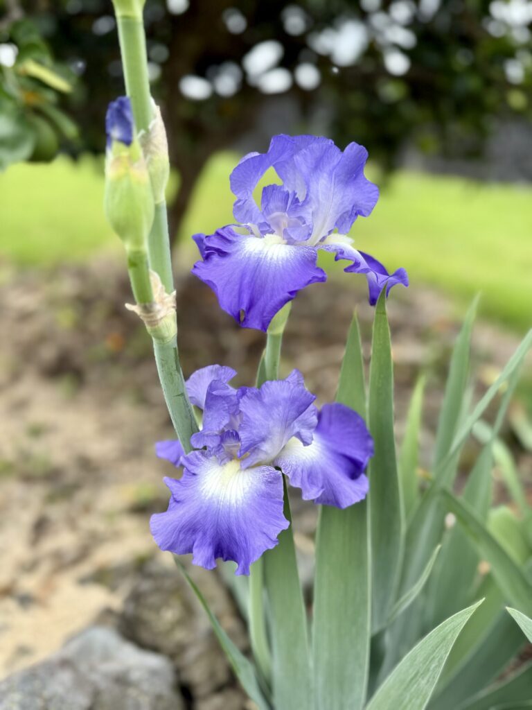 2 blue-purple iris blooms on a plant