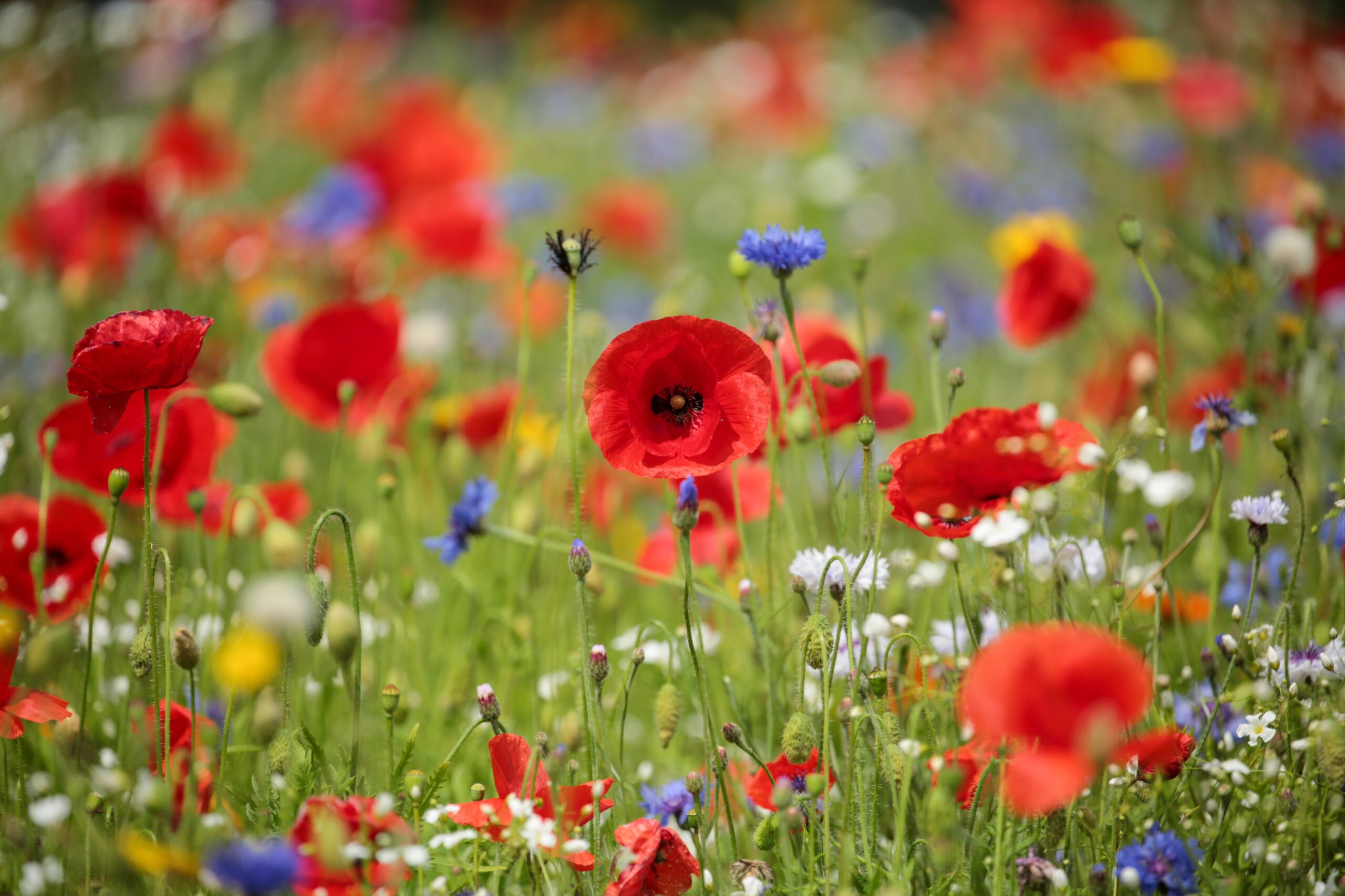 Poppies and wildflowers