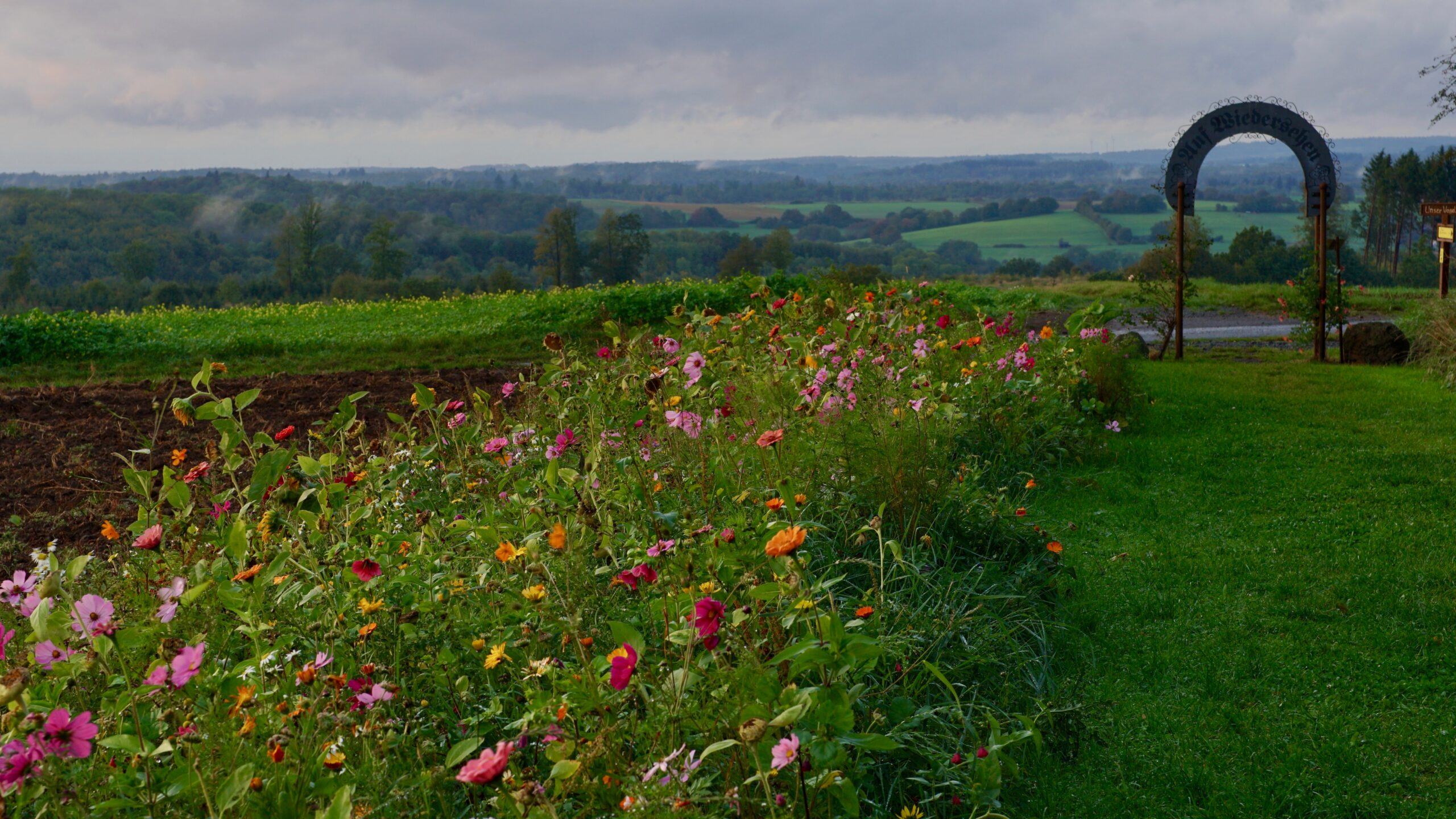wildflower strip