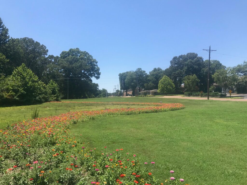 a winding path of zinnias in a field