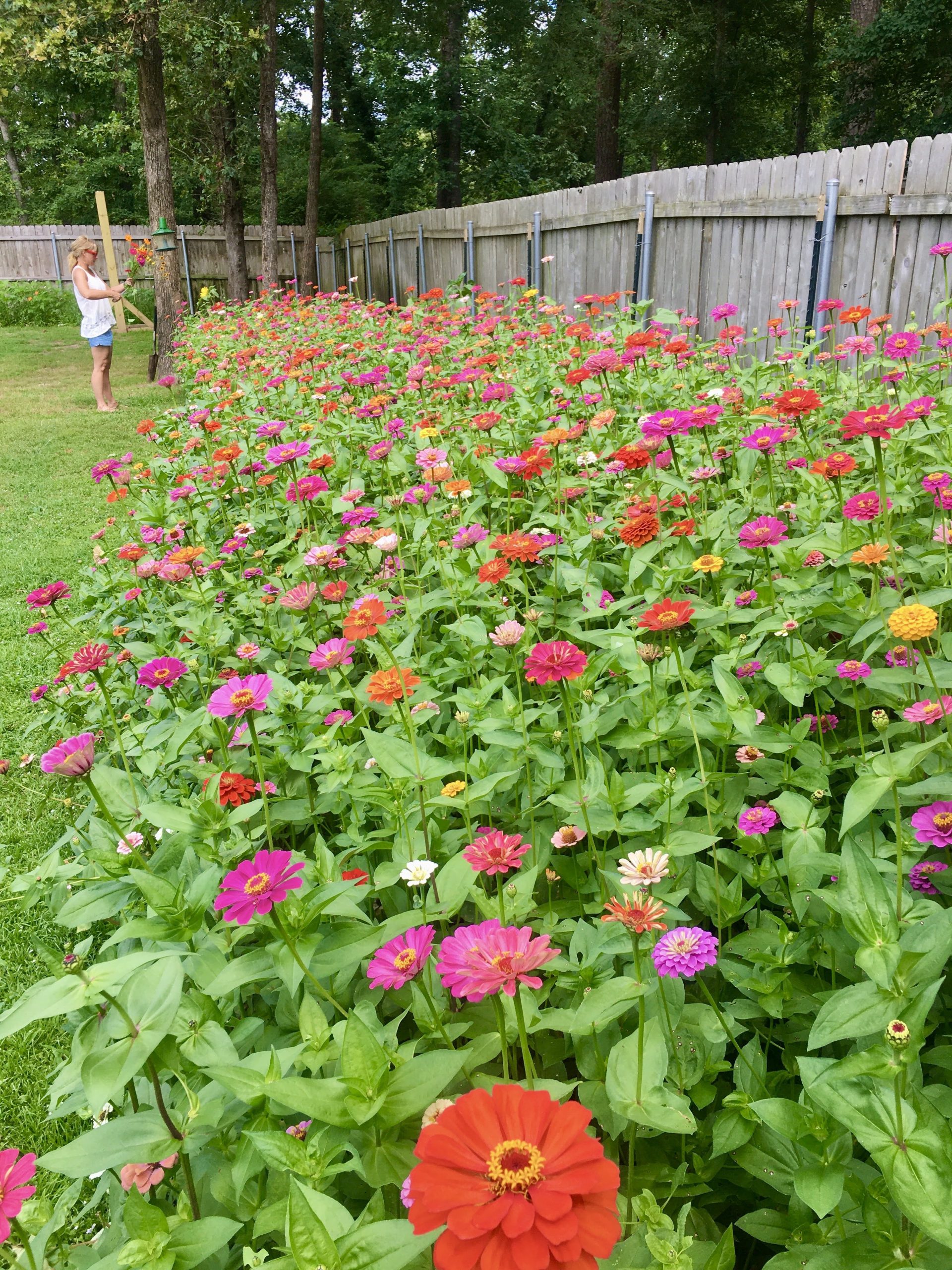 A wide border of zinnias along a fence