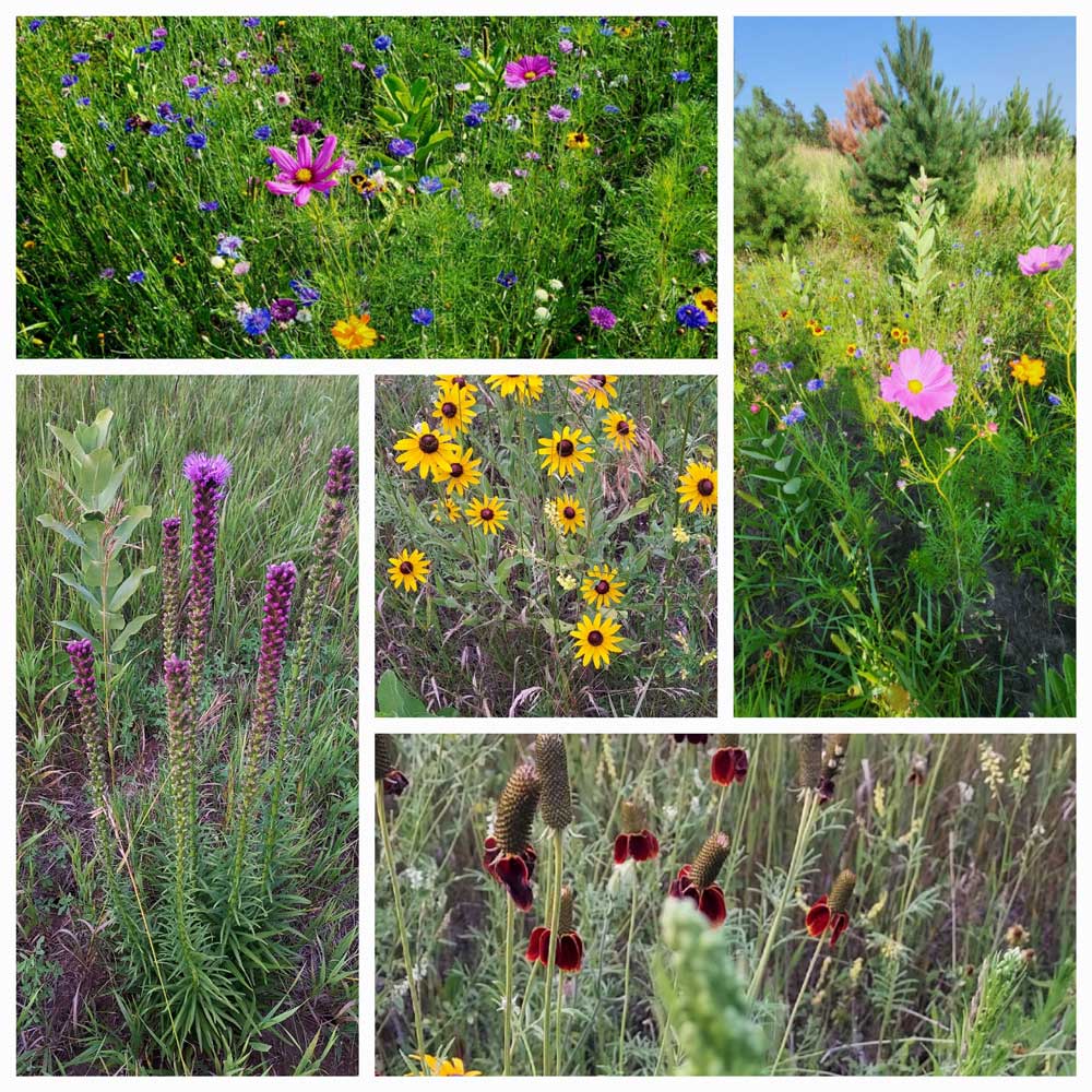 My very own wild flower prairie