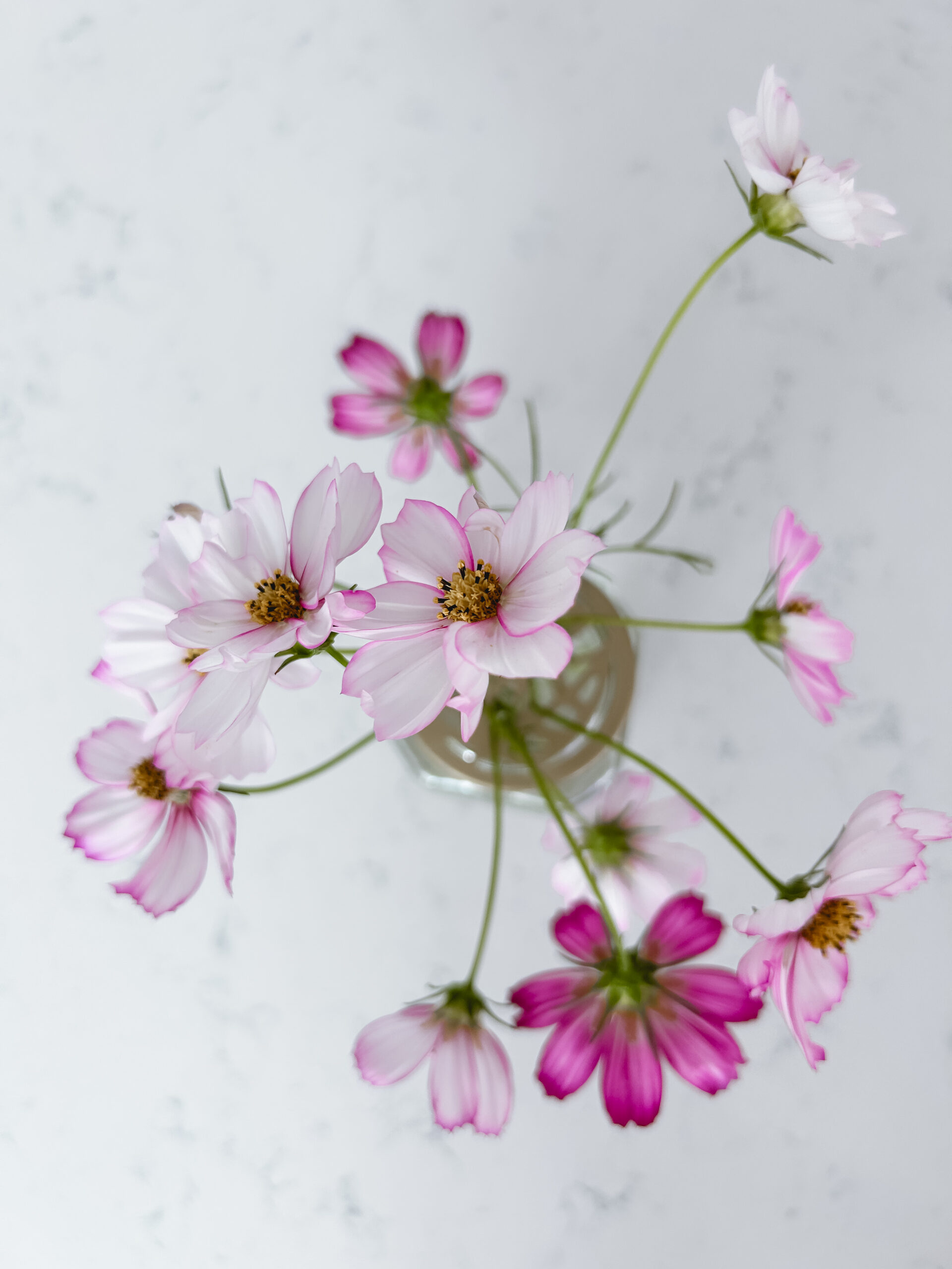 Eden brothers Cosmos 🌸