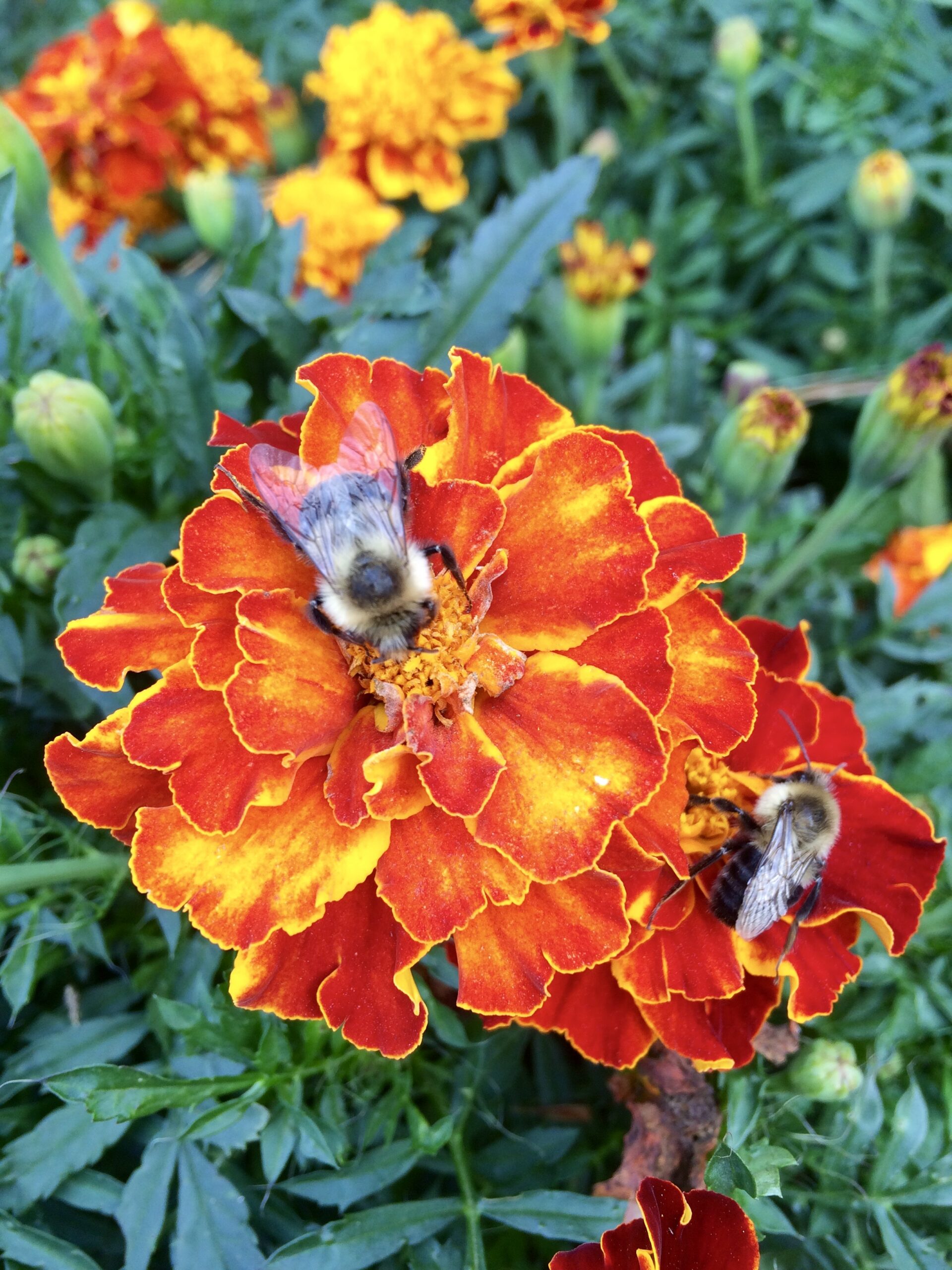 Marigolds feeding the honeybees