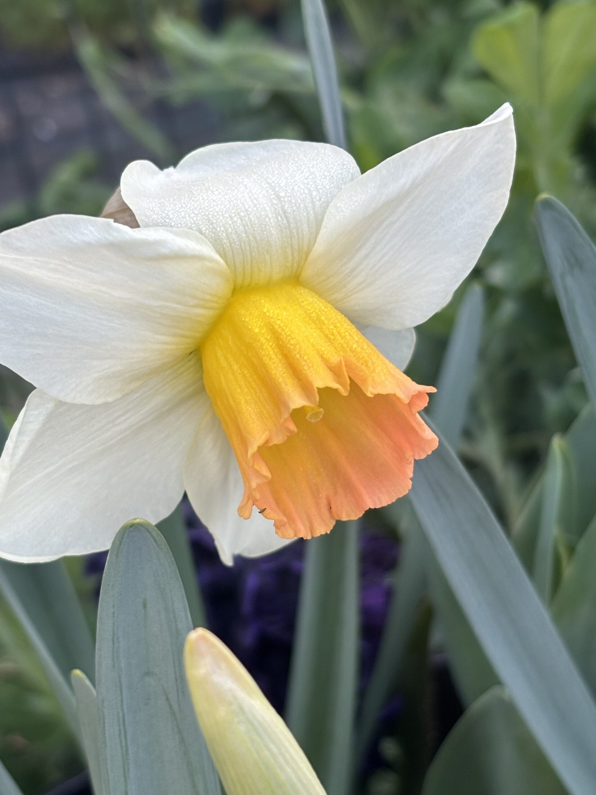 white daffodil with an orange center