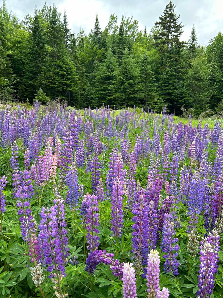 field of lupine