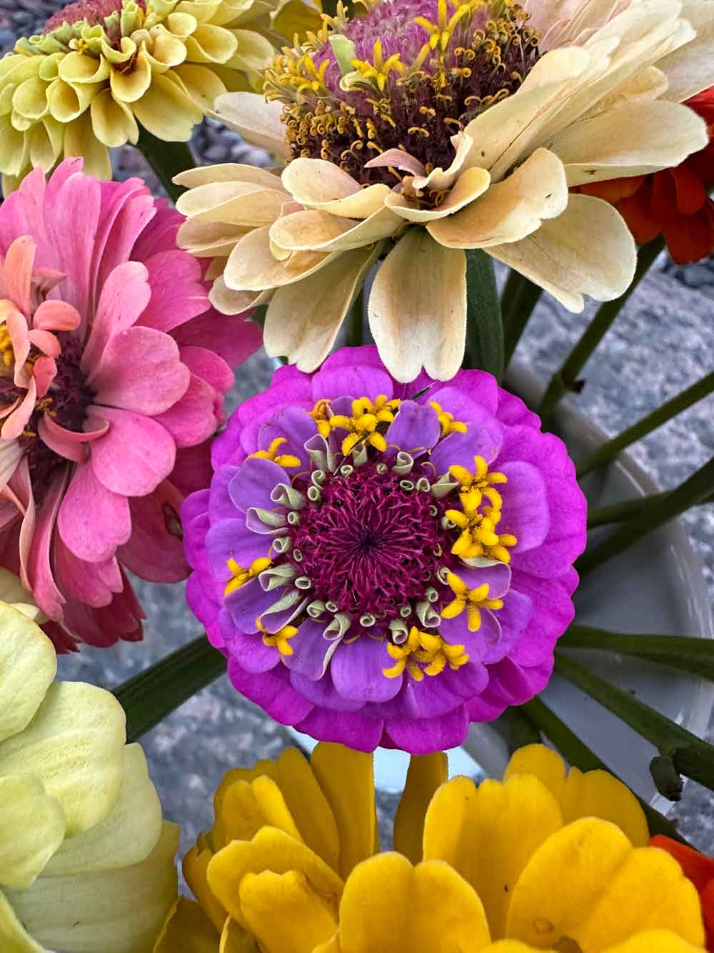 zinnias blooming