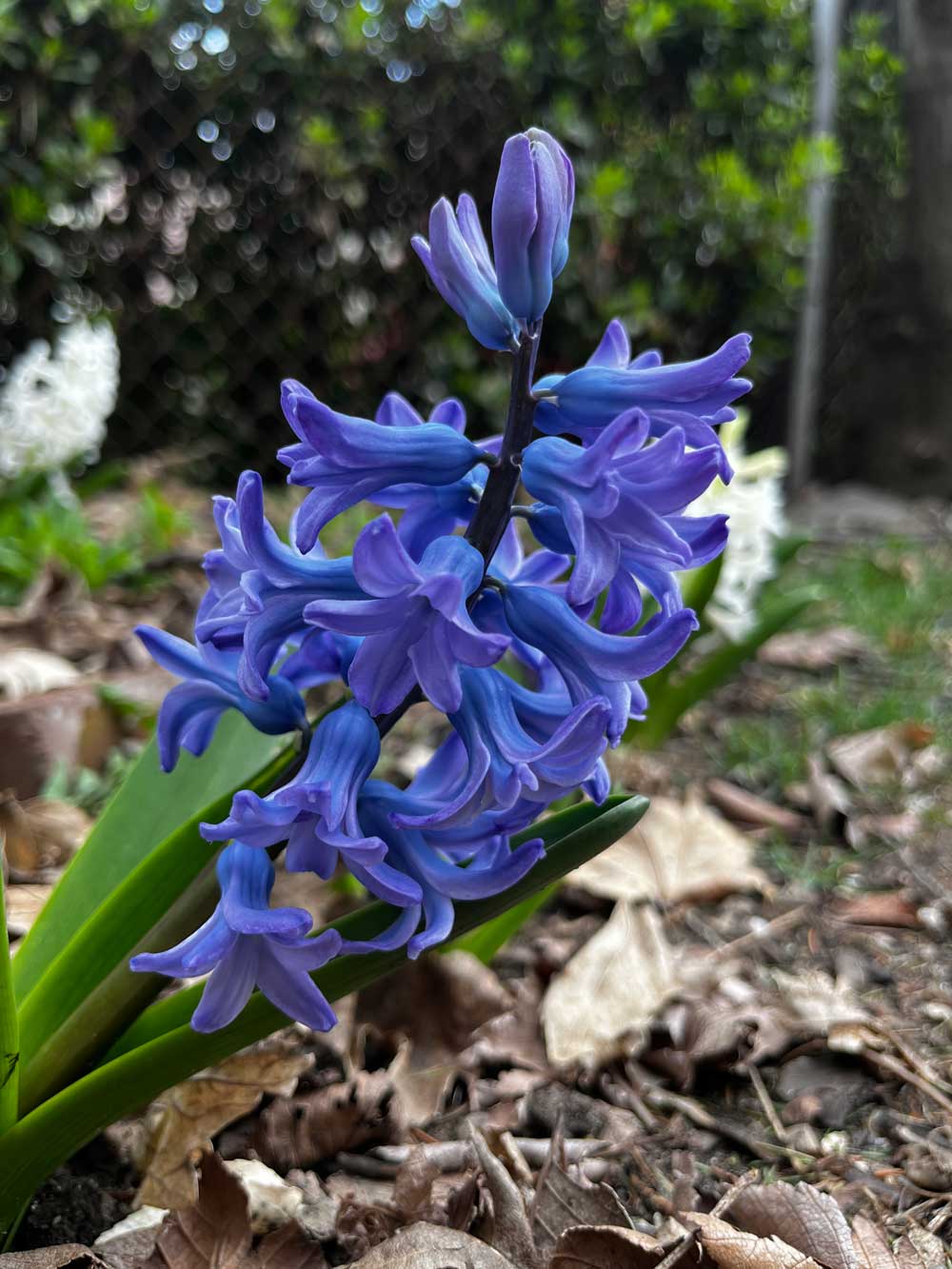 Hyacinths giving me my first signs of spring!