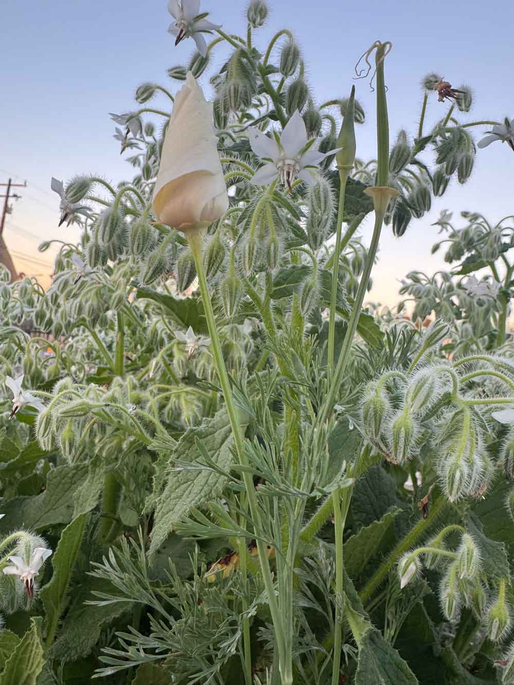 White Borage