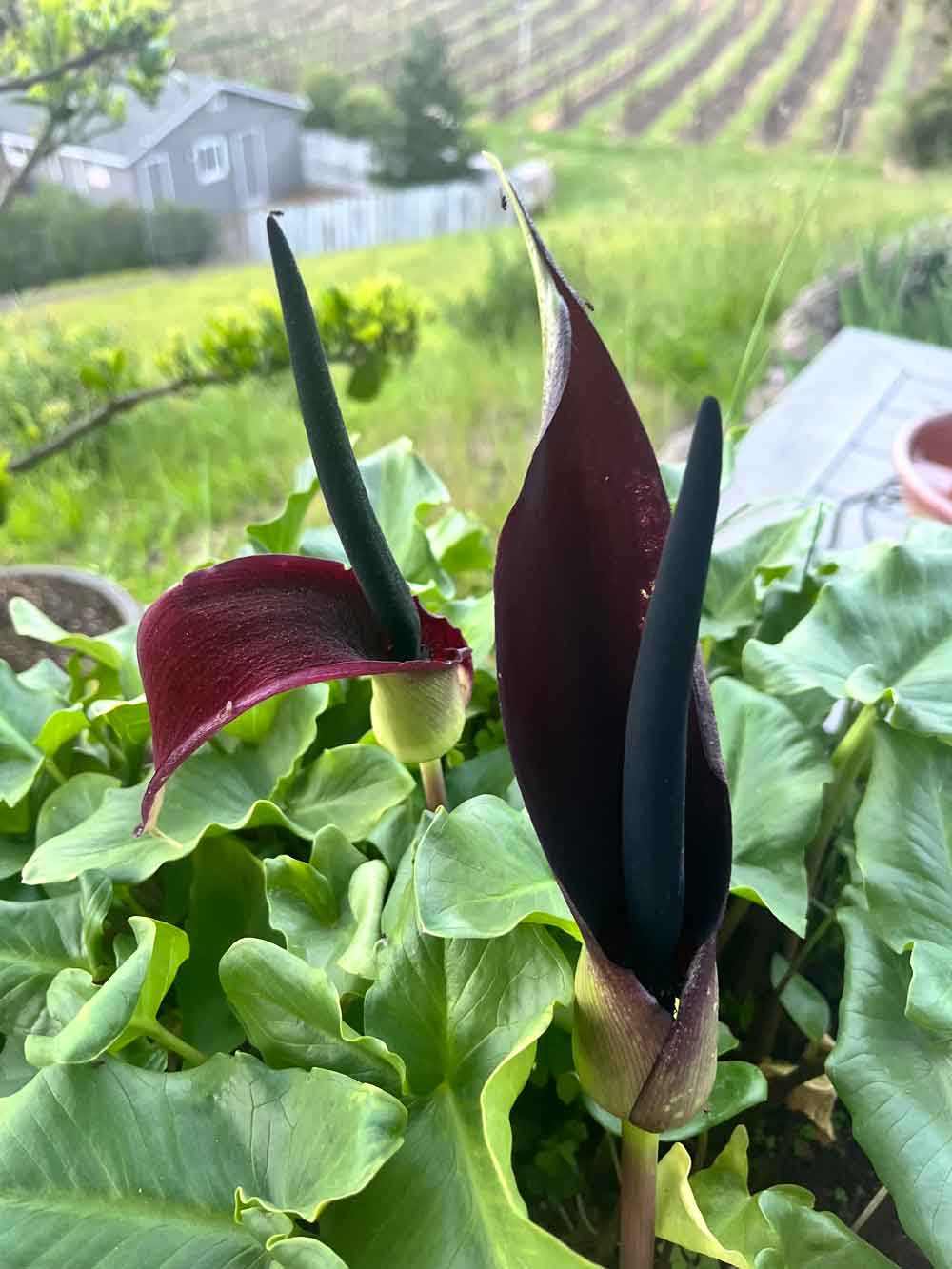 My calla lilies