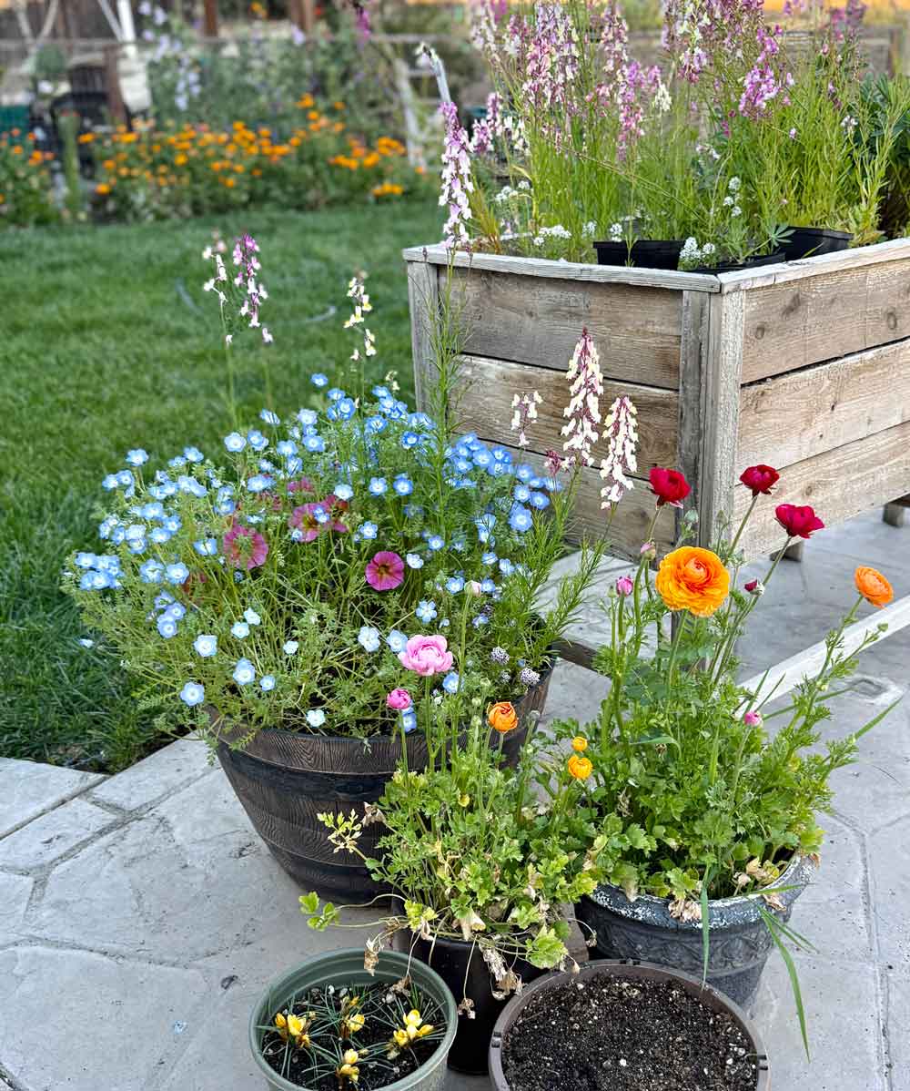 baby blue eyes in a container