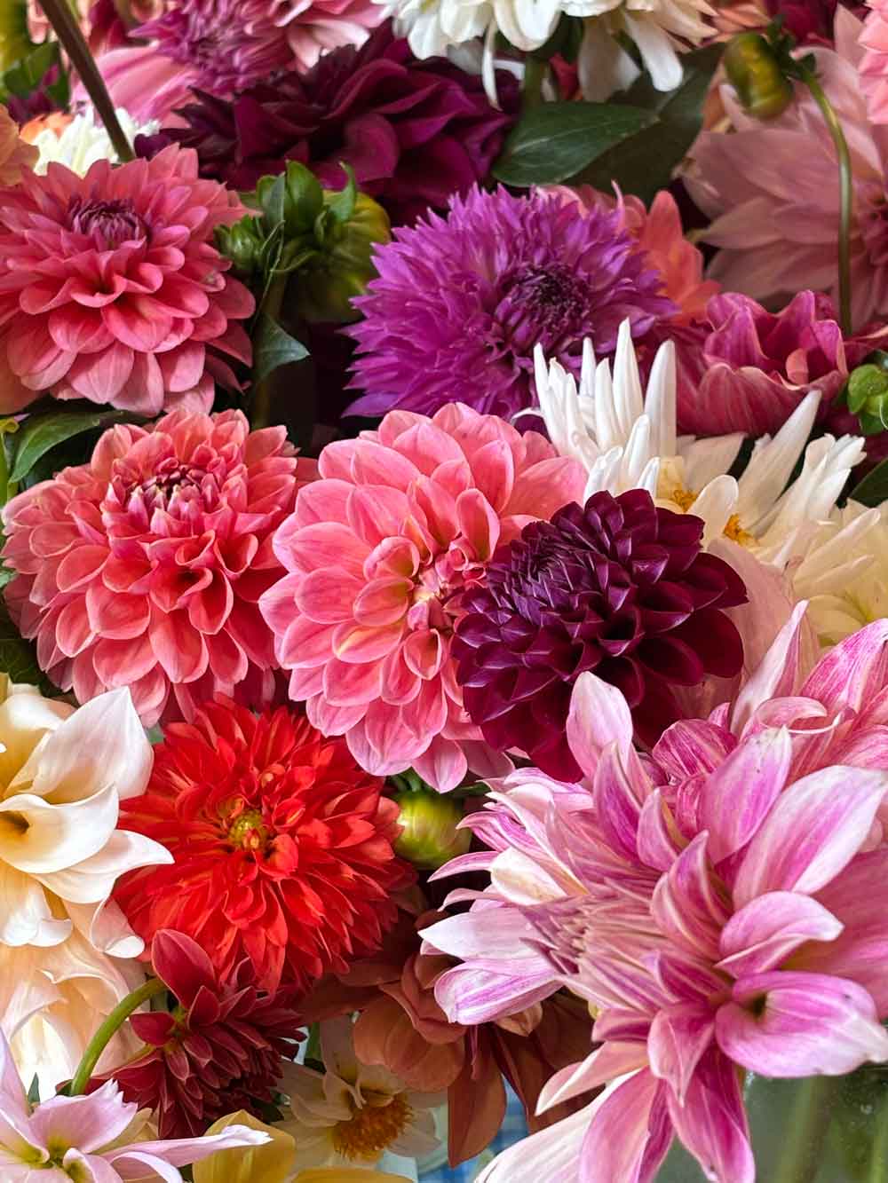 For the love of Dahlias