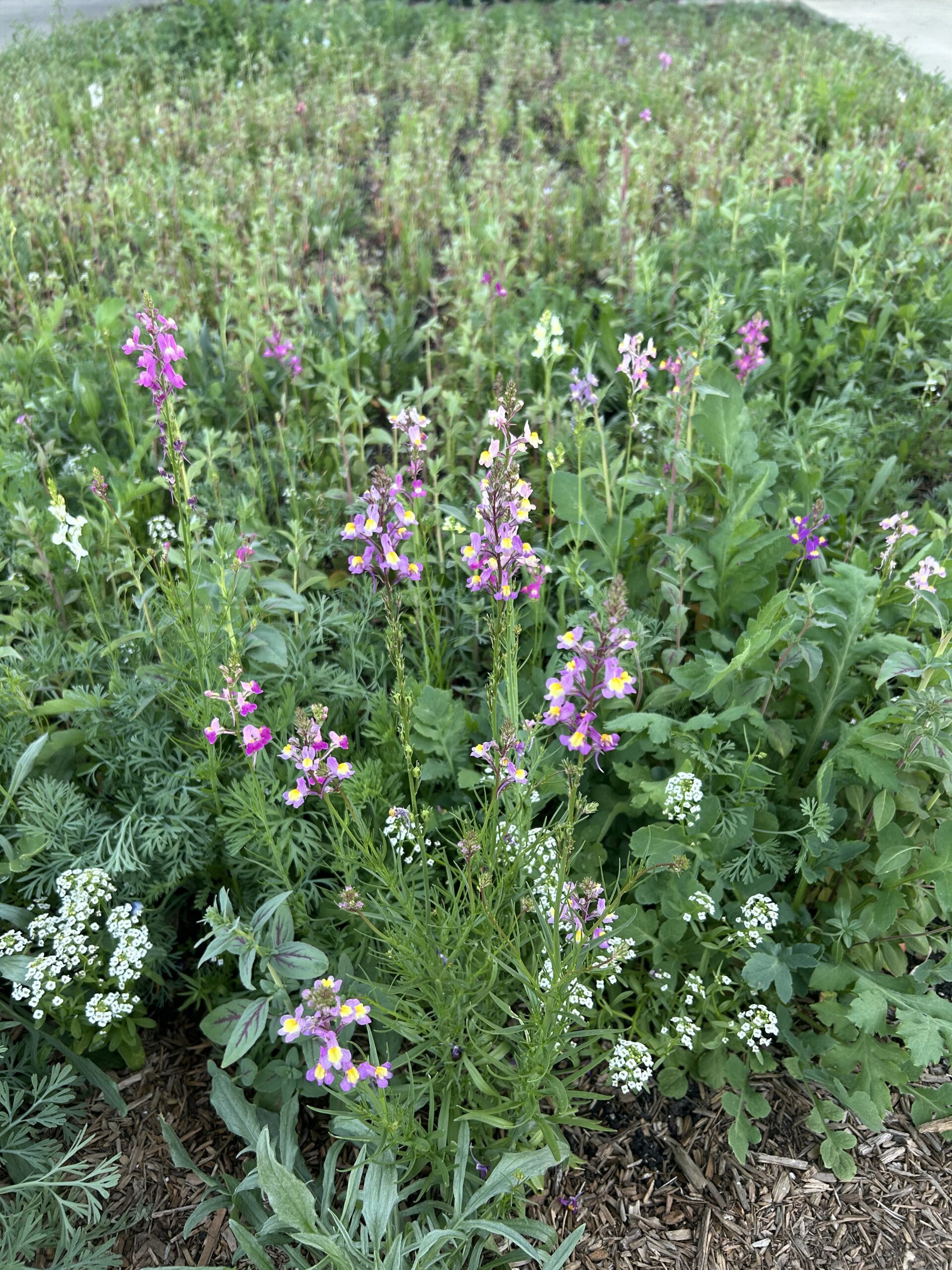 My front yard wildflower meadow