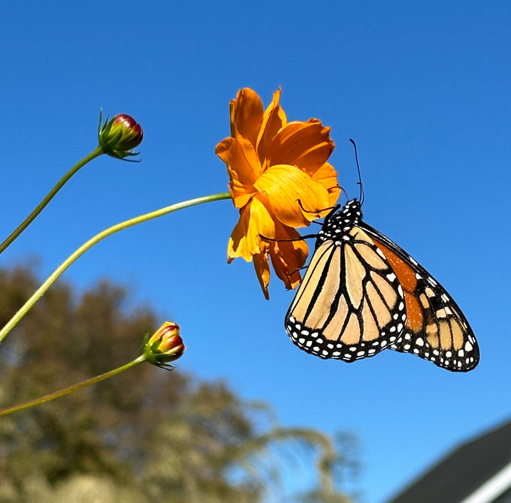Monarch feeding on the Cosmos.