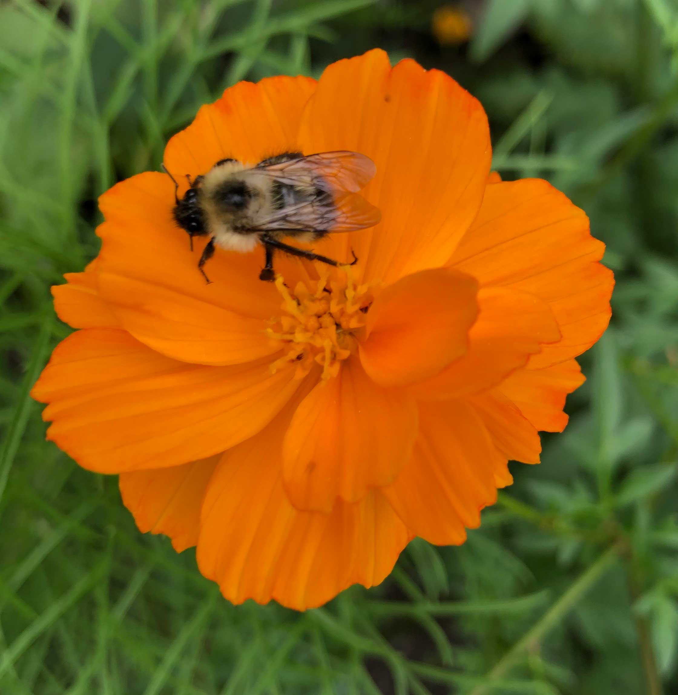 Bee Kind Cosmo