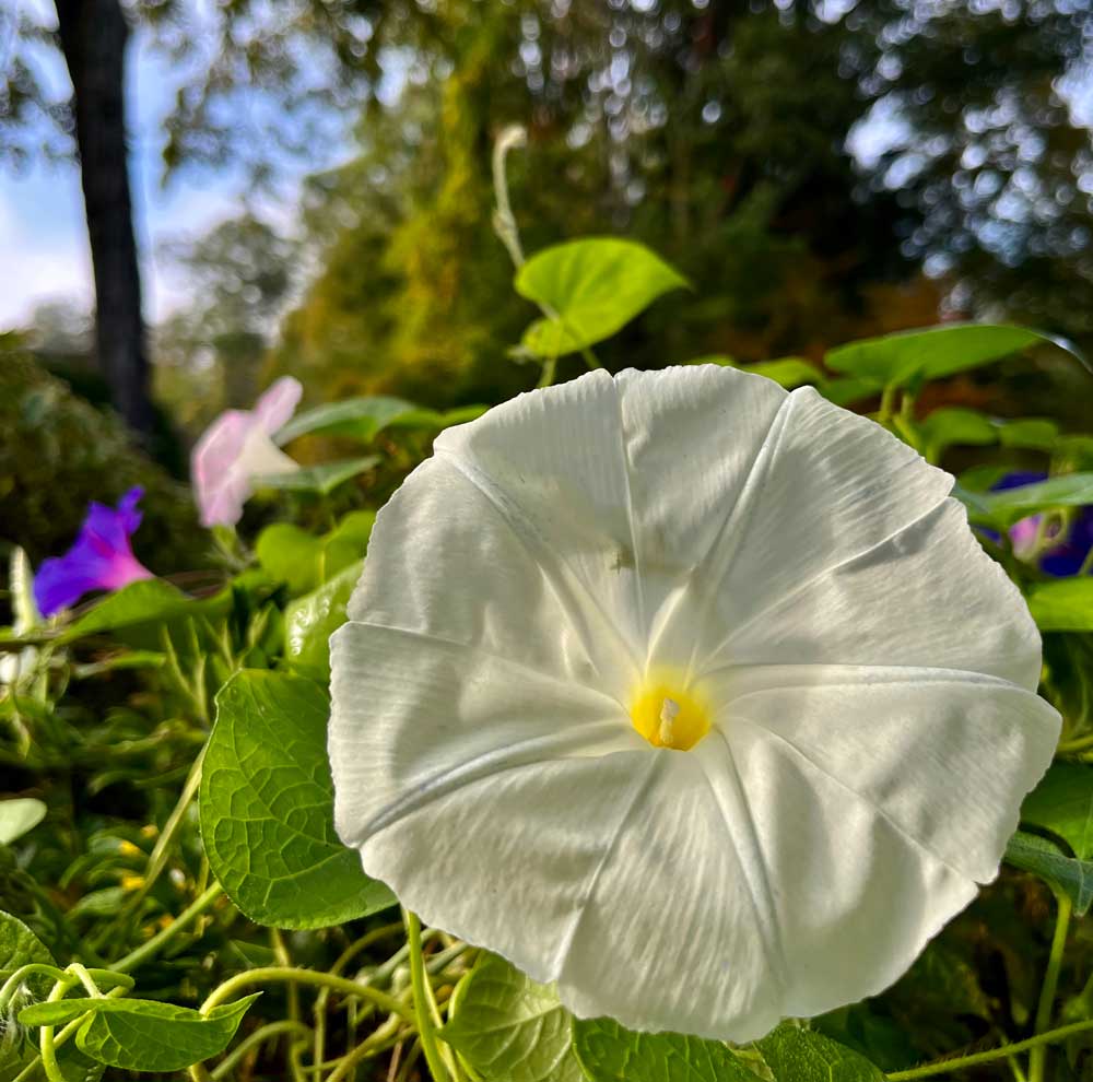 Good Morning, Glories! ☺️