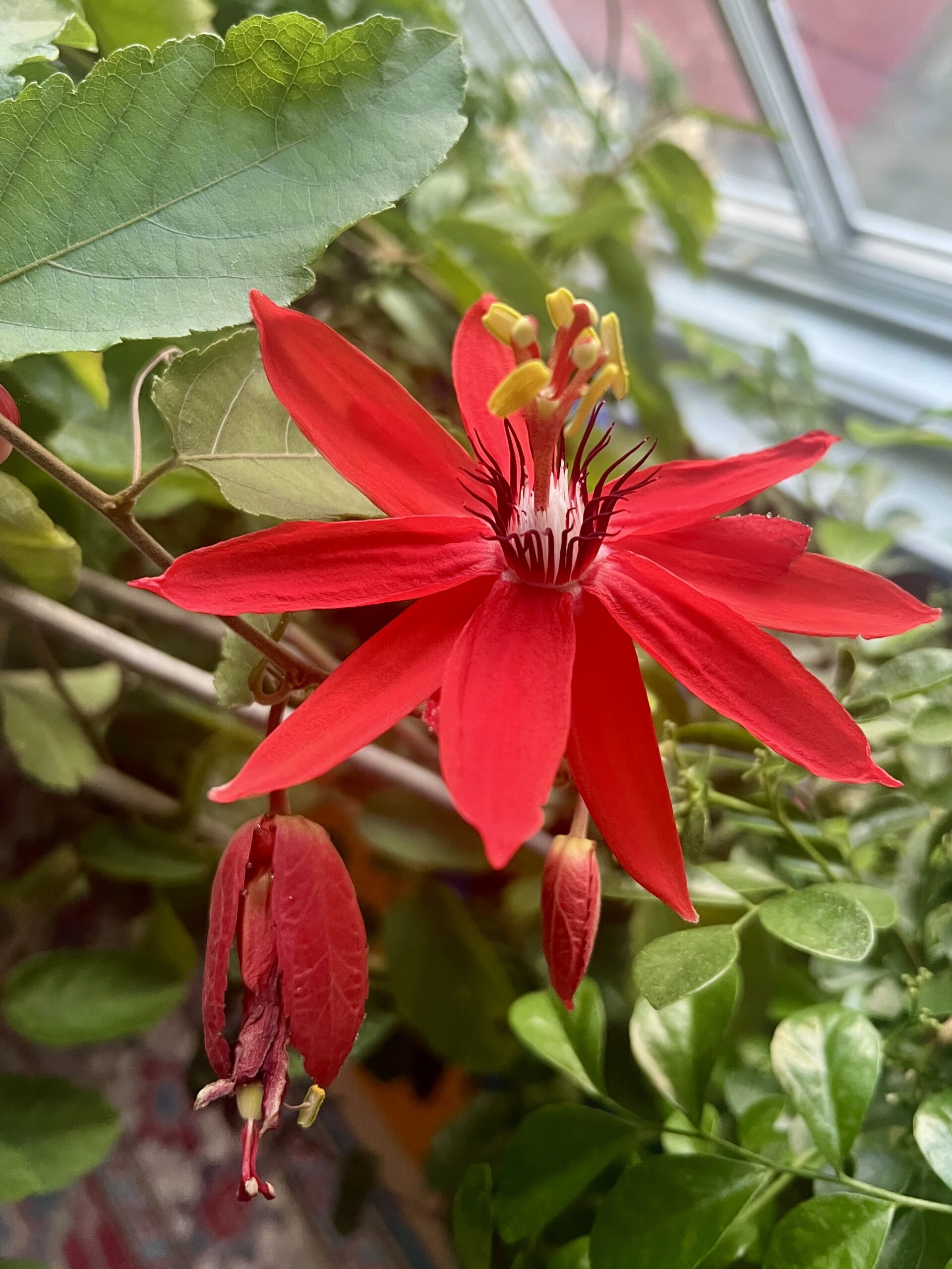My bright red Passion Flower