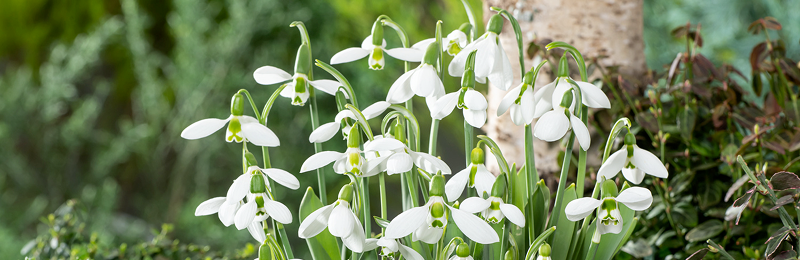 Snowdrop Bulbs