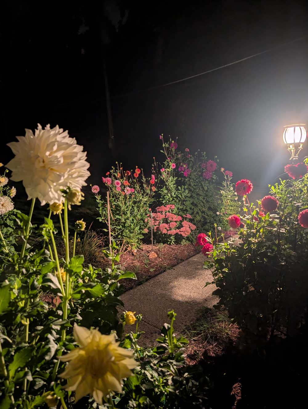 night time dahlia pathway