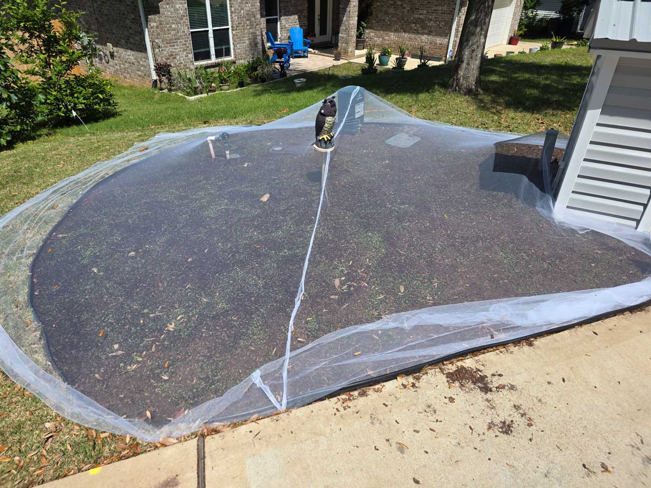 Shorty Low-grow wildflowers germination